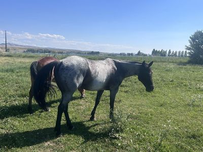 9 year old gelding for sale