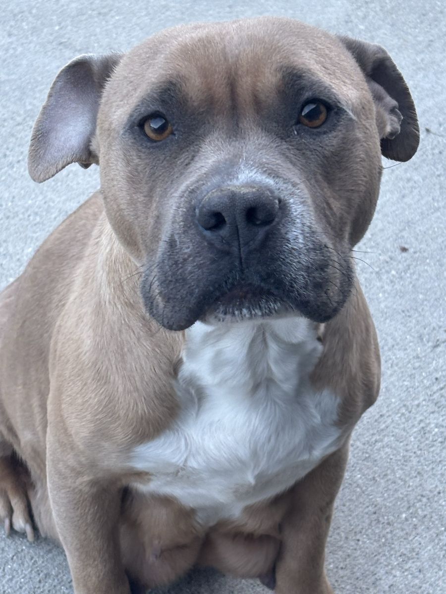 Pitbull Bully Puppies