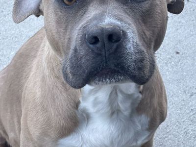 Pitbull Bully Puppies