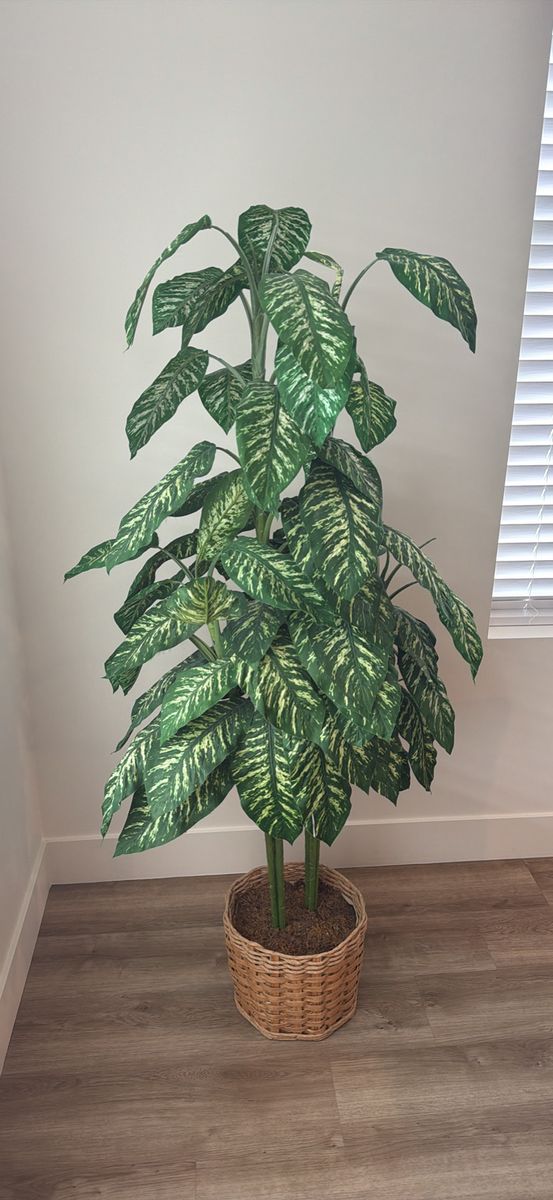 Large Artificial Dieffenbachia Plant in Wicker Basket