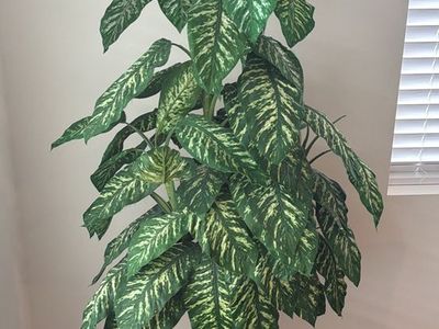 Large Artificial Dieffenbachia Plant in Wicker Basket