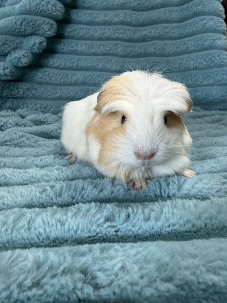Long Haired  Baby Guinea Pigs