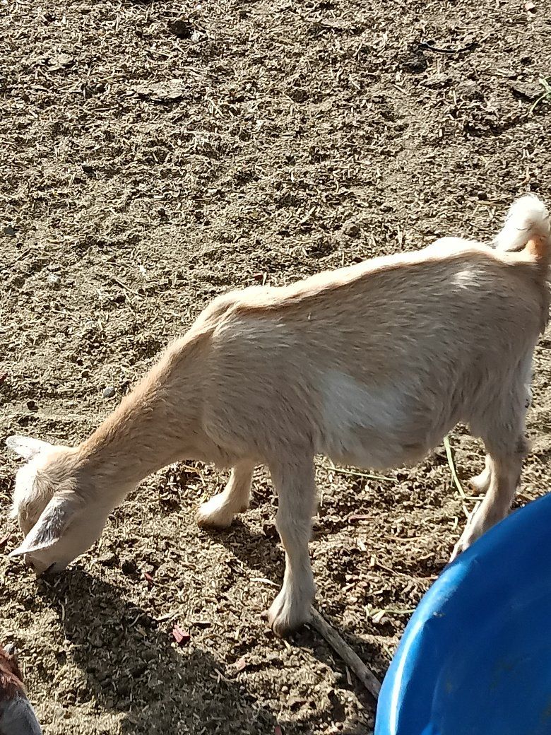 blue eyed Nigerian Doeling sale/trade