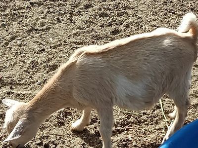 blue eyed Nigerian Doeling sale/trade