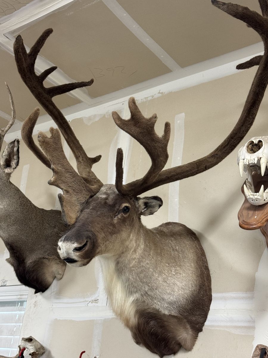 Barren ground caribou shoulder mount