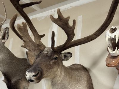 Barren ground caribou shoulder mount