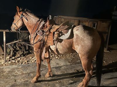 4 year old roan gelding