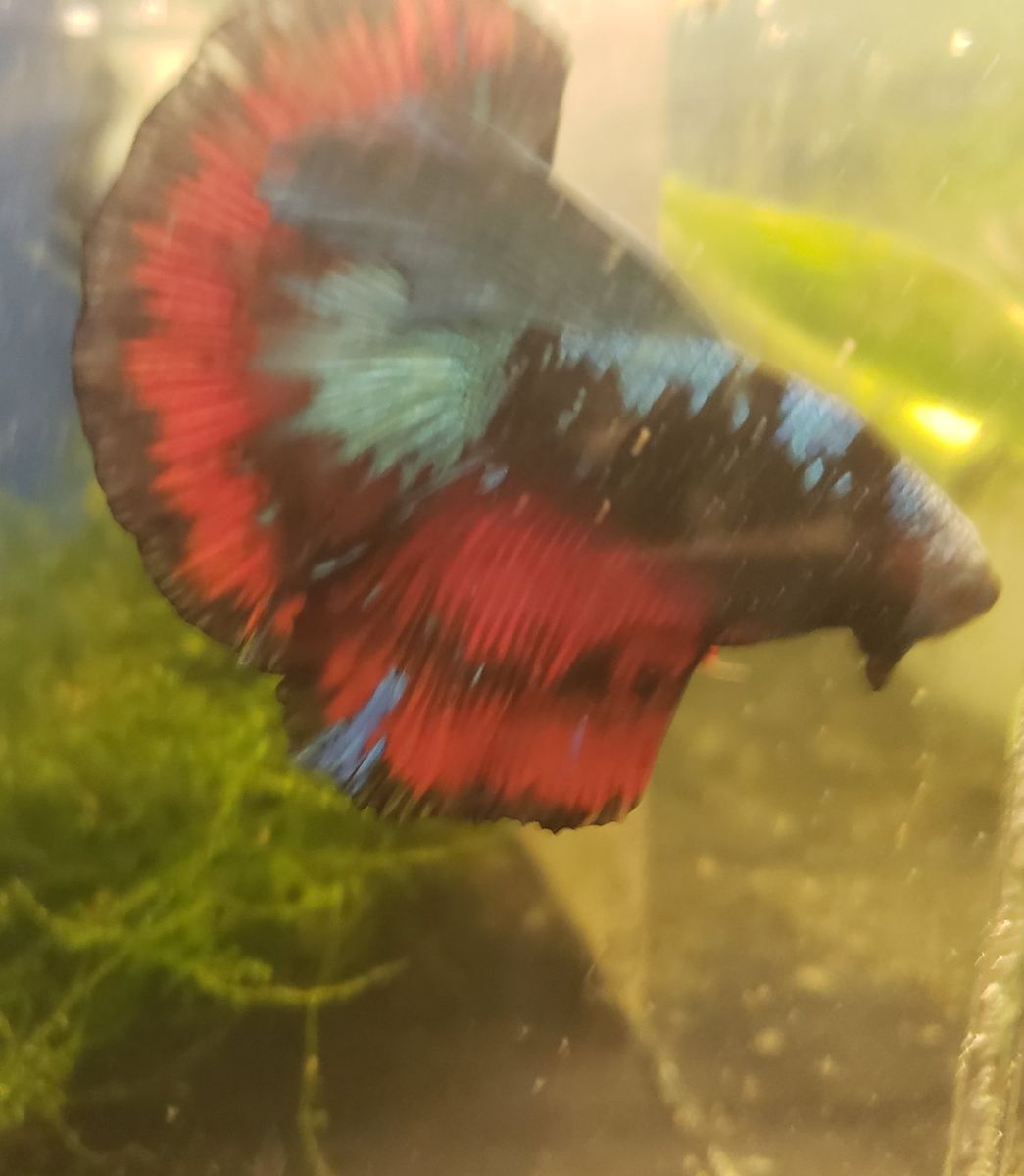 Vibrant import Avatar Multi-Color Betta Fish with Flowing Fins