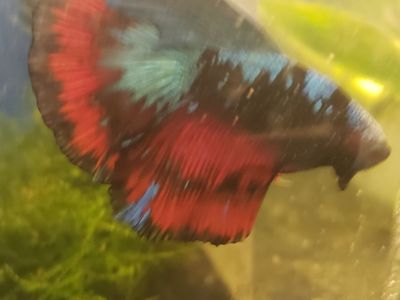 Vibrant import Avatar Multi-Color Betta Fish with Flowing Fins