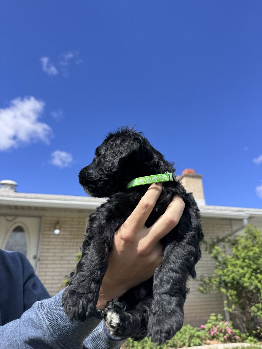 Standard Bernedoodles