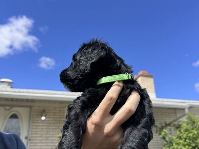 Standard Bernedoodles