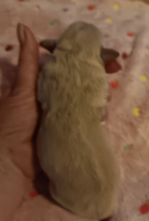 miniature schnauzers females