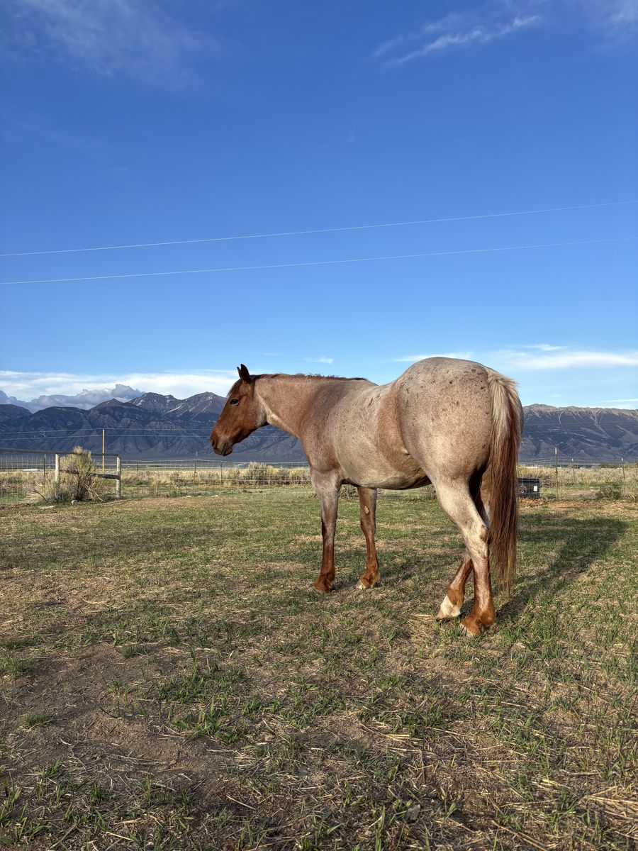 16 year old red roan mare