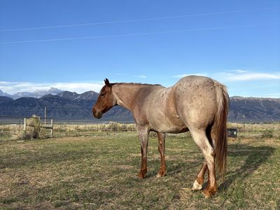 16 year old red roan mare