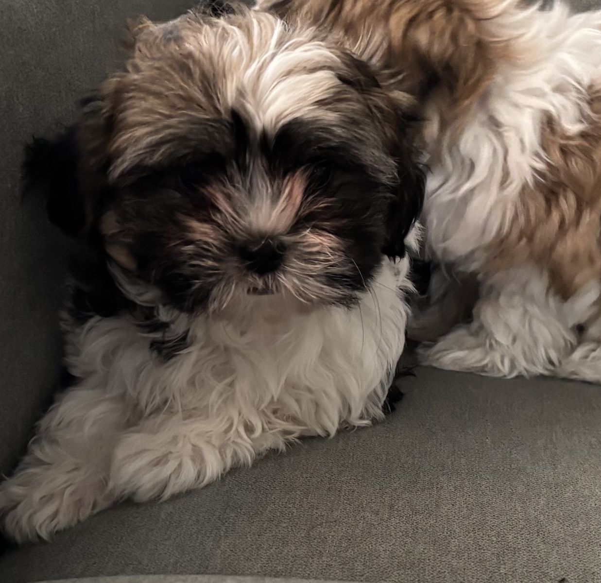 Adorable female Maltese/Poodle/Shih Tzu puppy