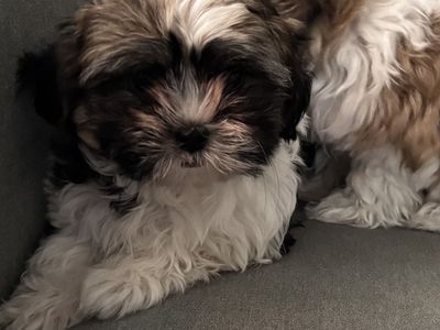 Adorable female Maltese/Poodle/Shih Tzu puppy