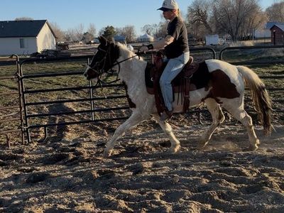 Paint Filly for Sale – “Magic Penny Splash”