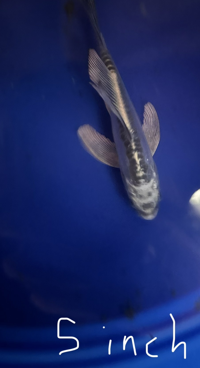 Butterfly Koi 5"-6" $35.00 TO $75  ech