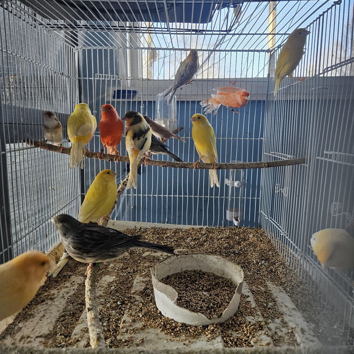 Male singer canaries