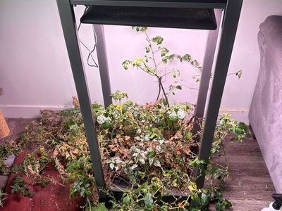 Aero Grow grow Garden