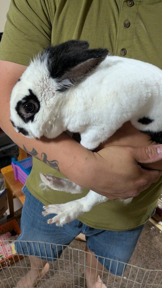 female rabbit in need of loving home
