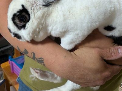 female rabbit in need of loving home