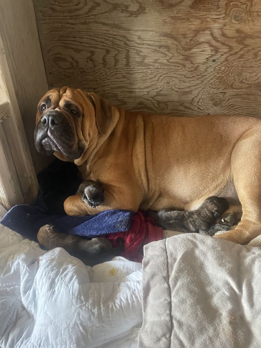 Bullmastiff Puppies