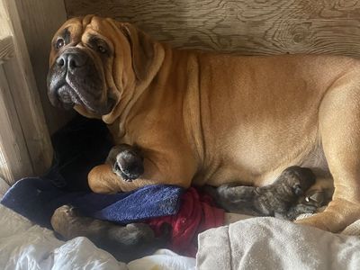 Bullmastiff Puppies