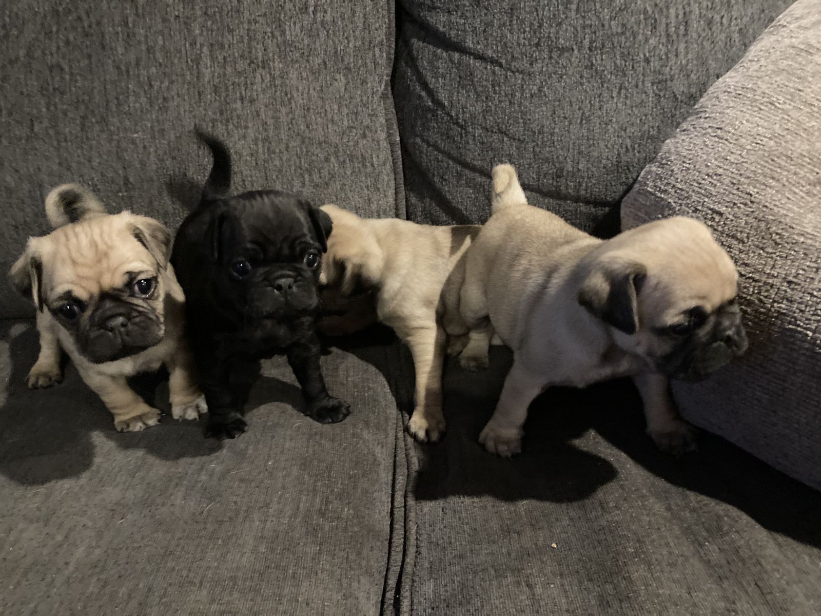 Purebred Pug Puppies