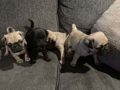 Purebred Pug Puppies