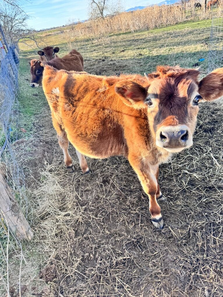 9 Month Old Jersey Steer