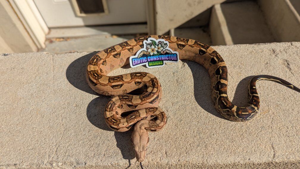 pinkbelly whitewall salt Aztec het Vpi poss jungle