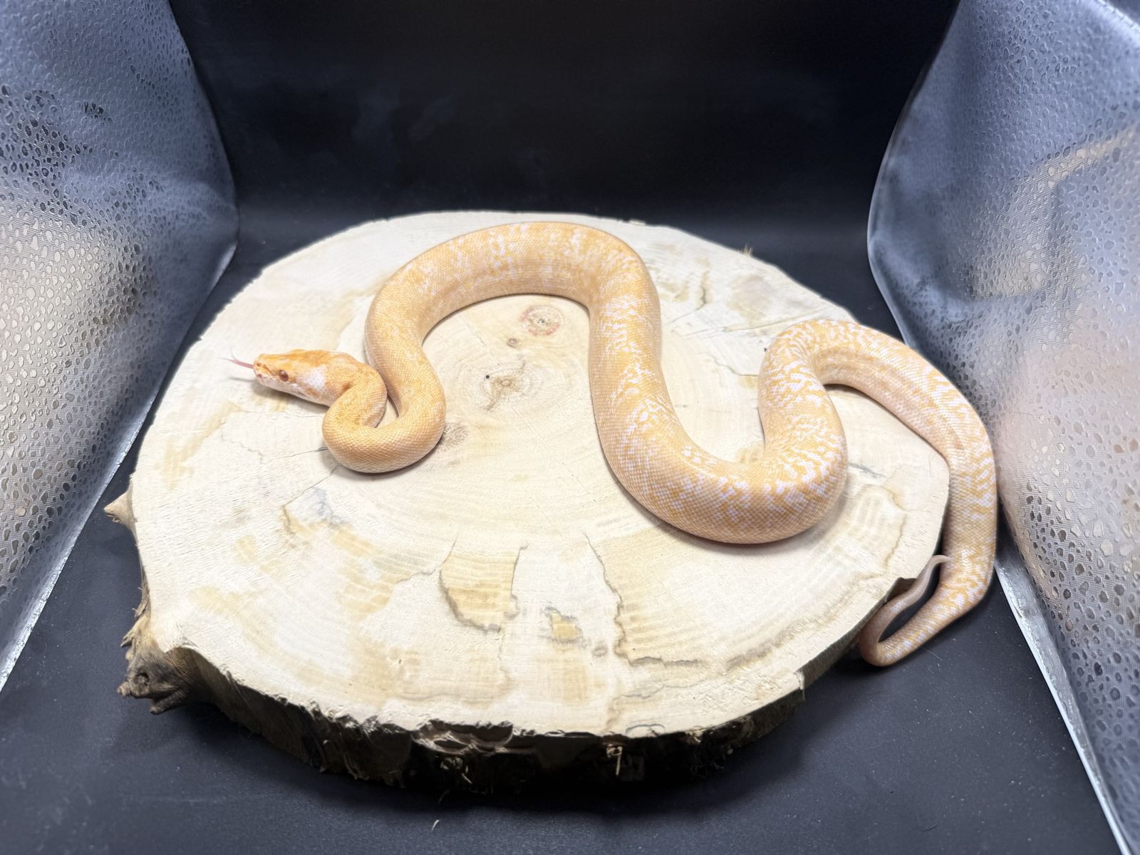 Burmese Python Hatchlings