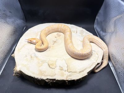 Burmese Python Hatchlings