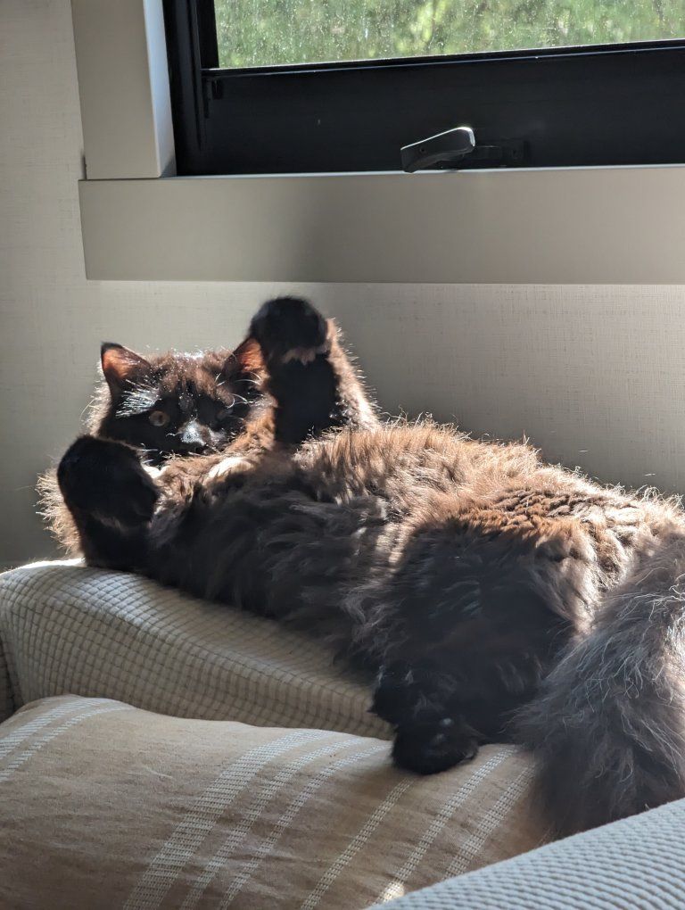 Fluffy Long-Haired Domestic Black Cat