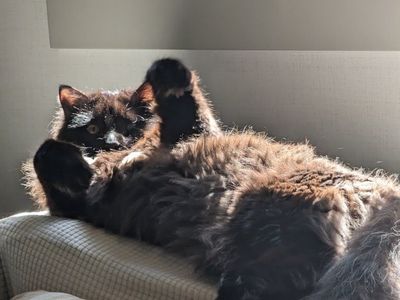 Fluffy Long-Haired Domestic Black Cat