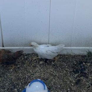 4 week old True Blue x Leghorn mix