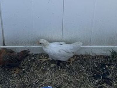 4 week old True Blue x Leghorn mix