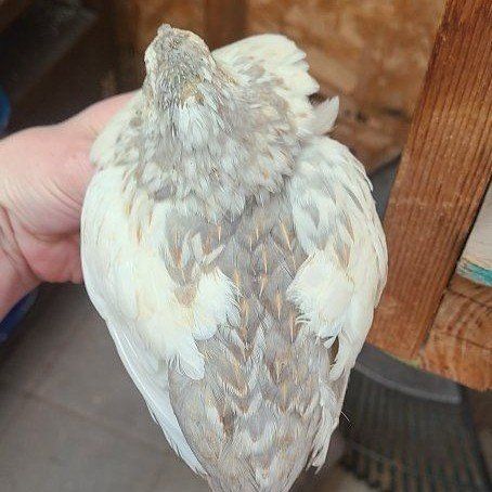 Silver Roo Quail