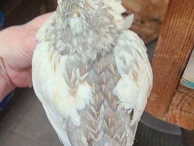 Silver Roo Quail