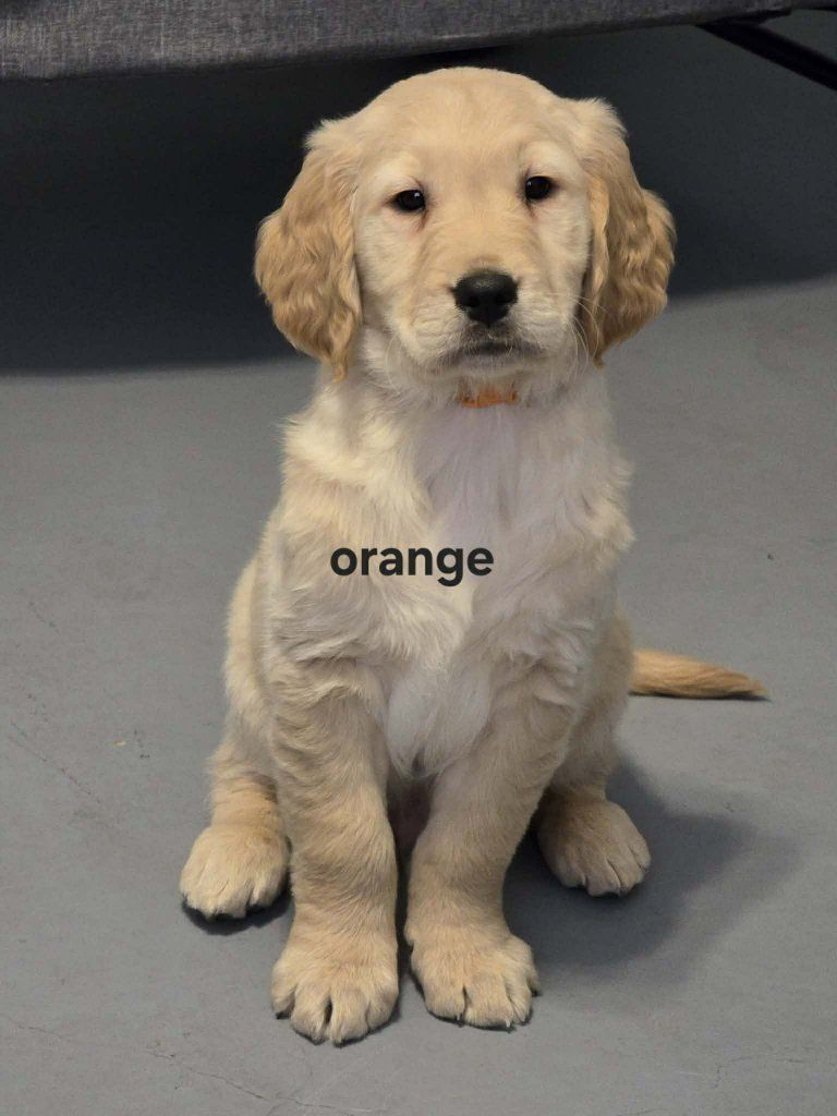 Golden Retriever Puppy