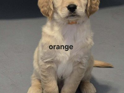 Golden Retriever Puppy