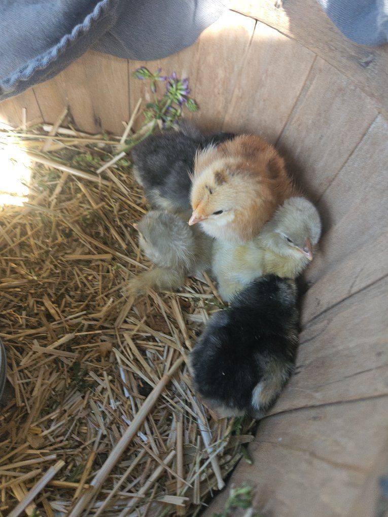 4 barnyard chicks