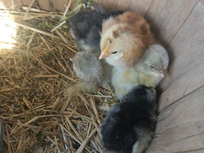 4 barnyard chicks