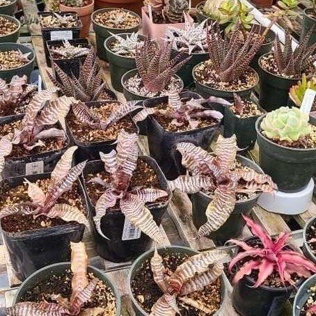 Succulents and earth star