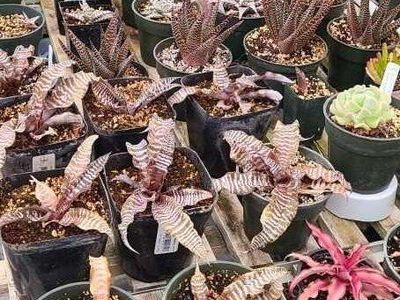 Succulents and earth star