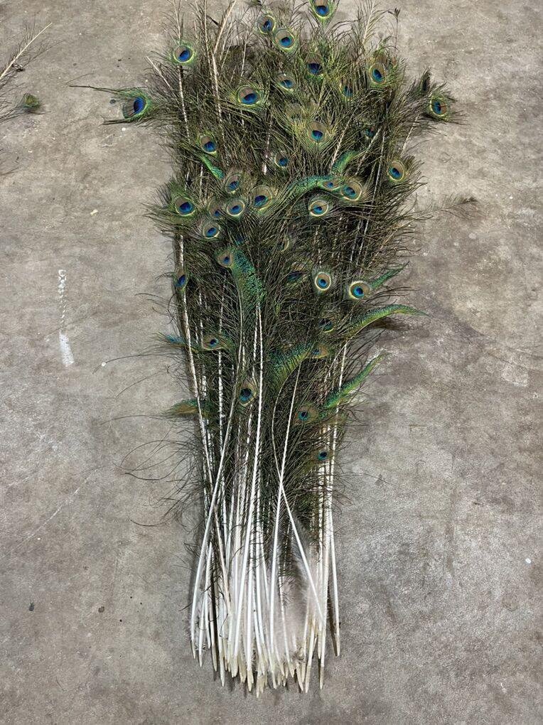 Peacock Tail