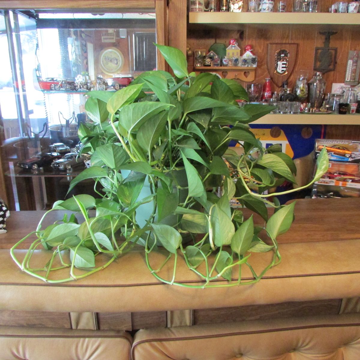 Large Healthy Philodendron Plant and Getting Bigger
