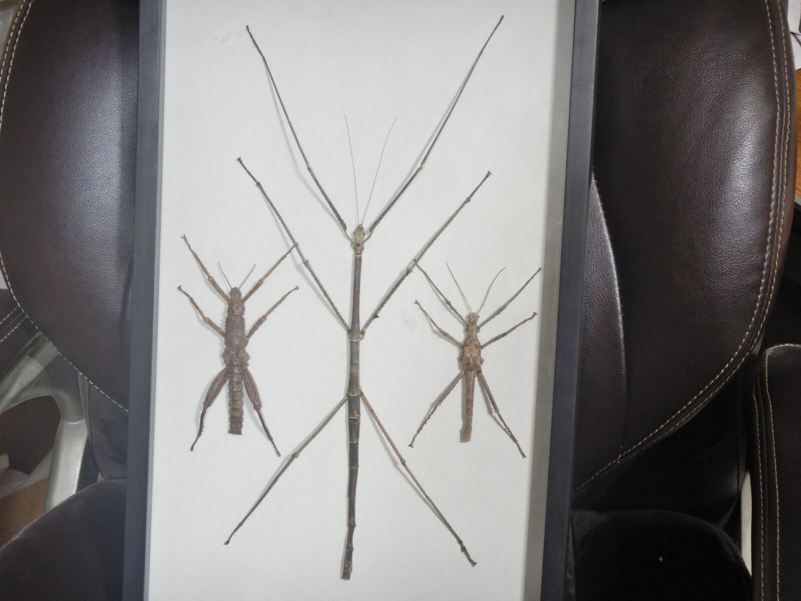 VERY COOL framed stick bug collection THEY ARE HUGE