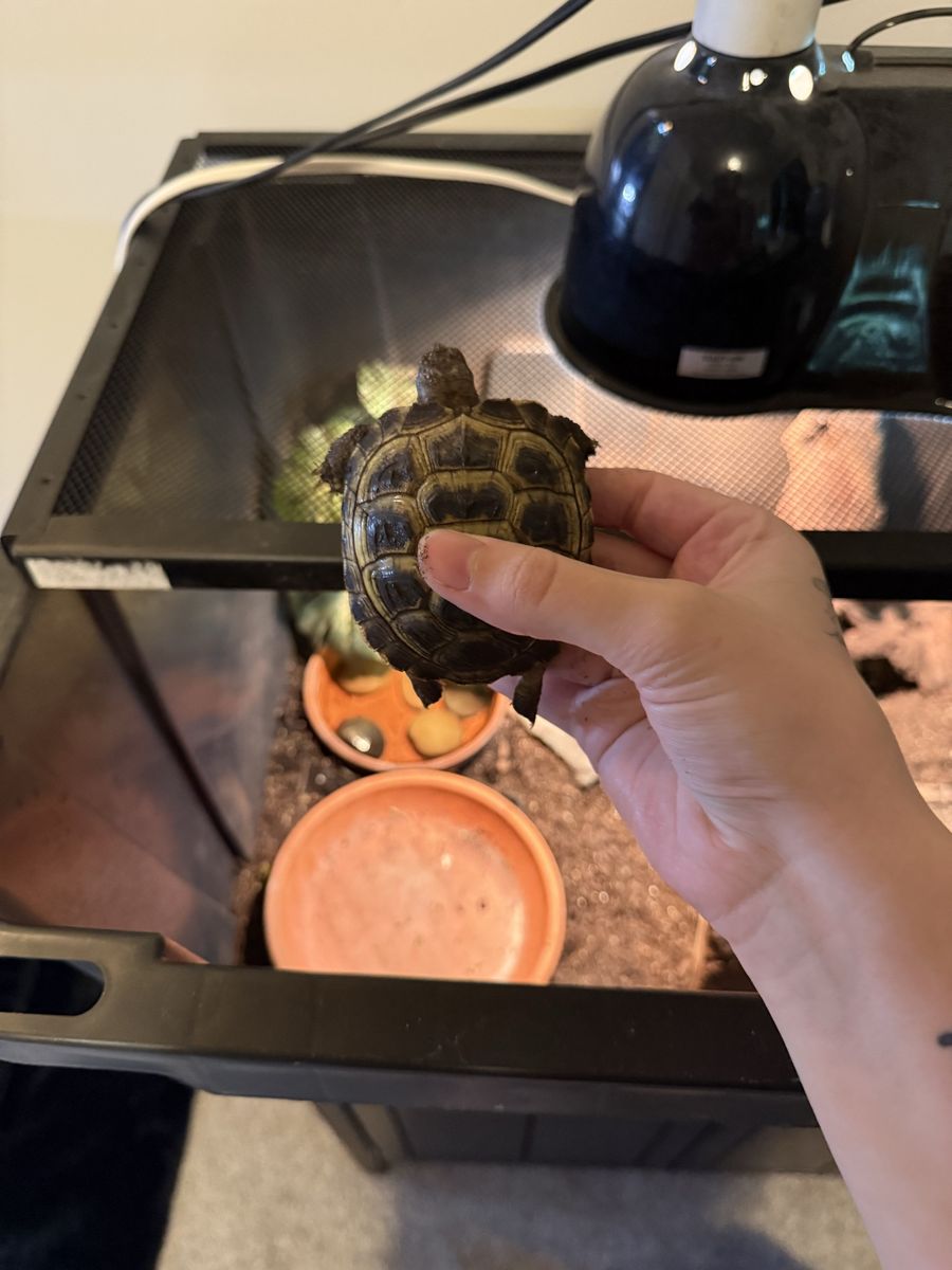 Baby russian tortoise and supplies